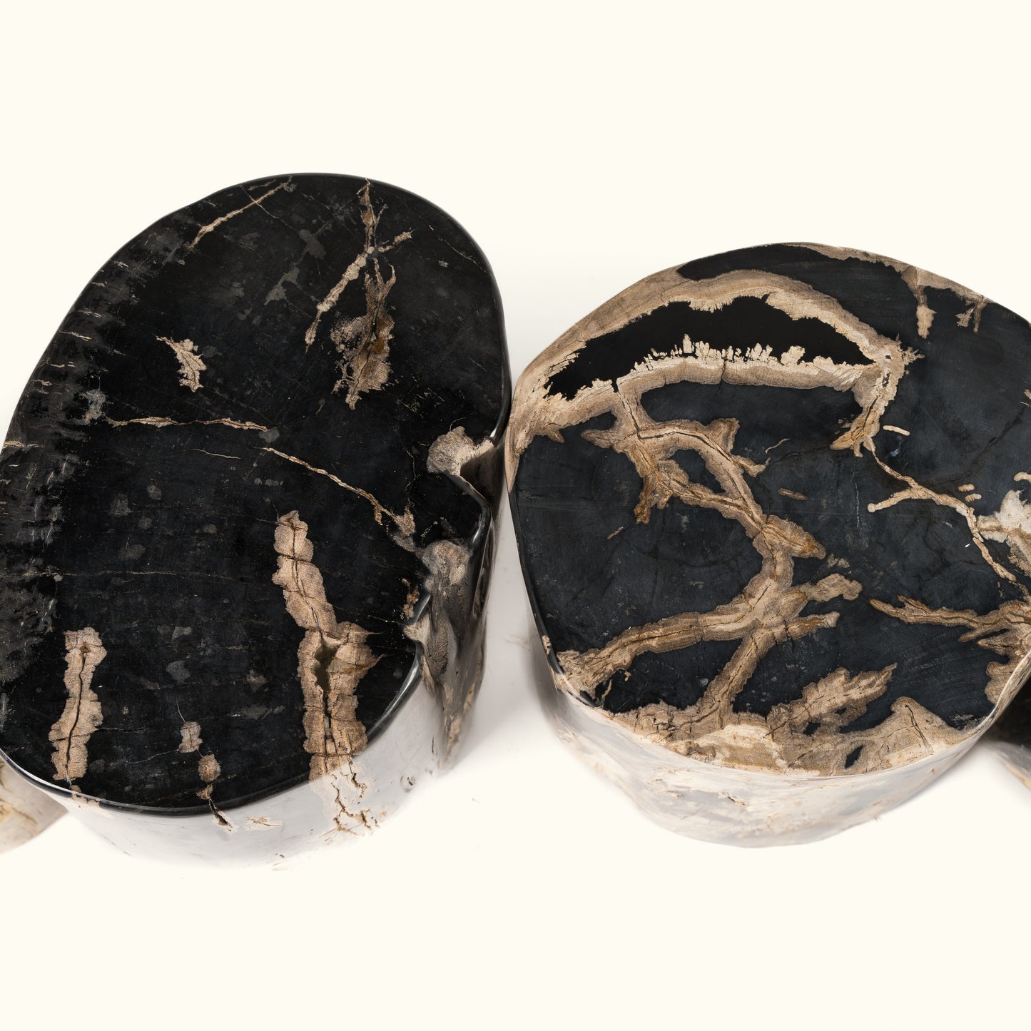 Fossilized wood log "Marble look"