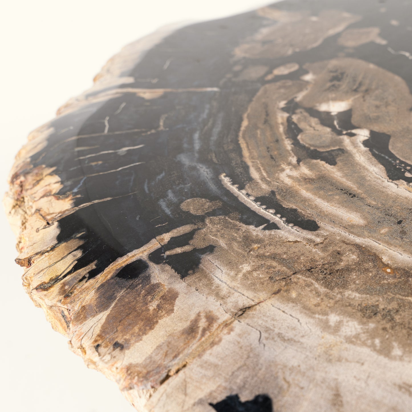Petrified wood coffee table