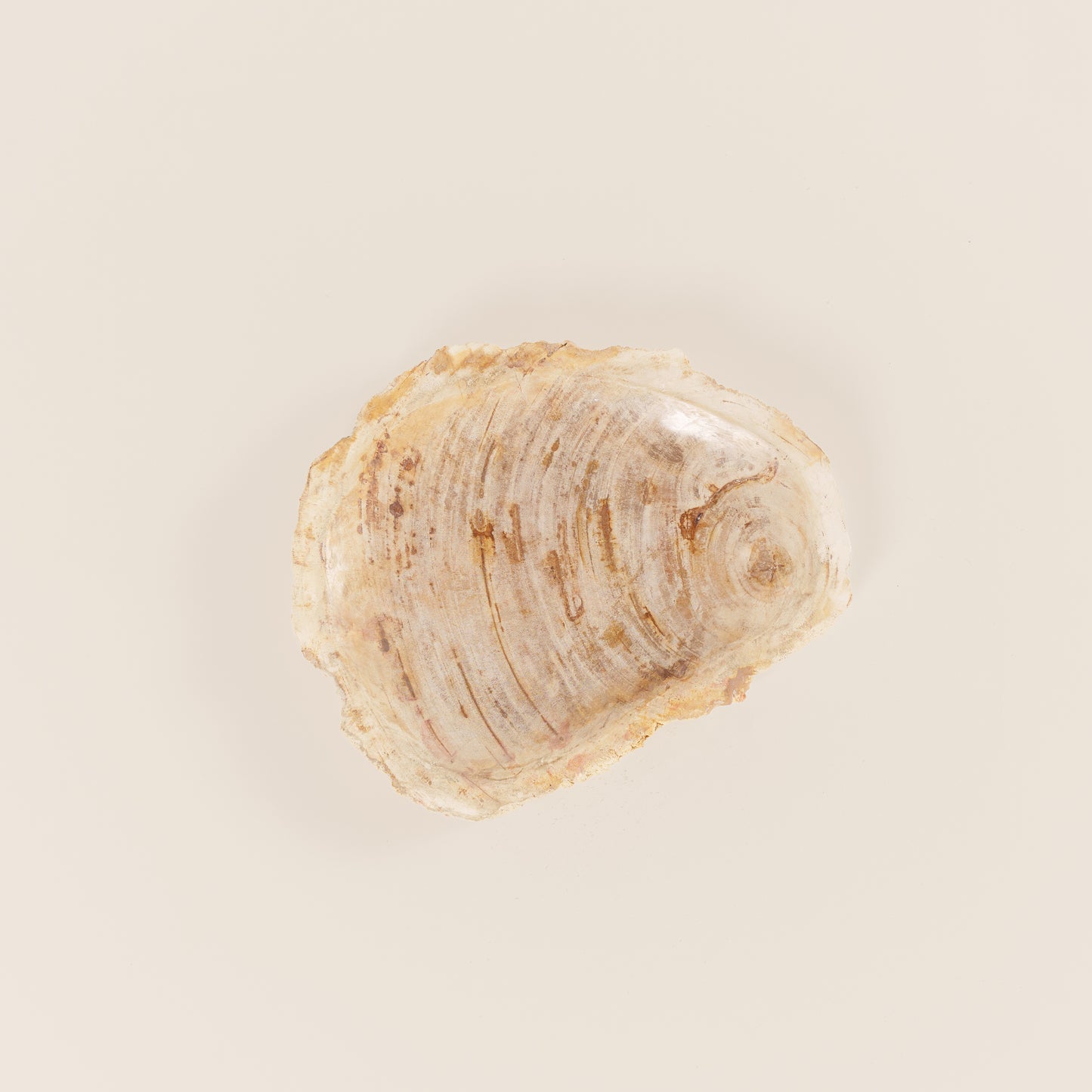 Interjero detalė / muilinė