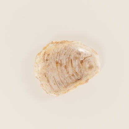 Interjero detalė / muilinė