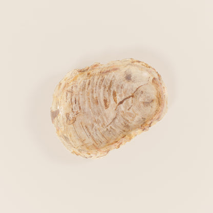 Interjero detalė / muilinė