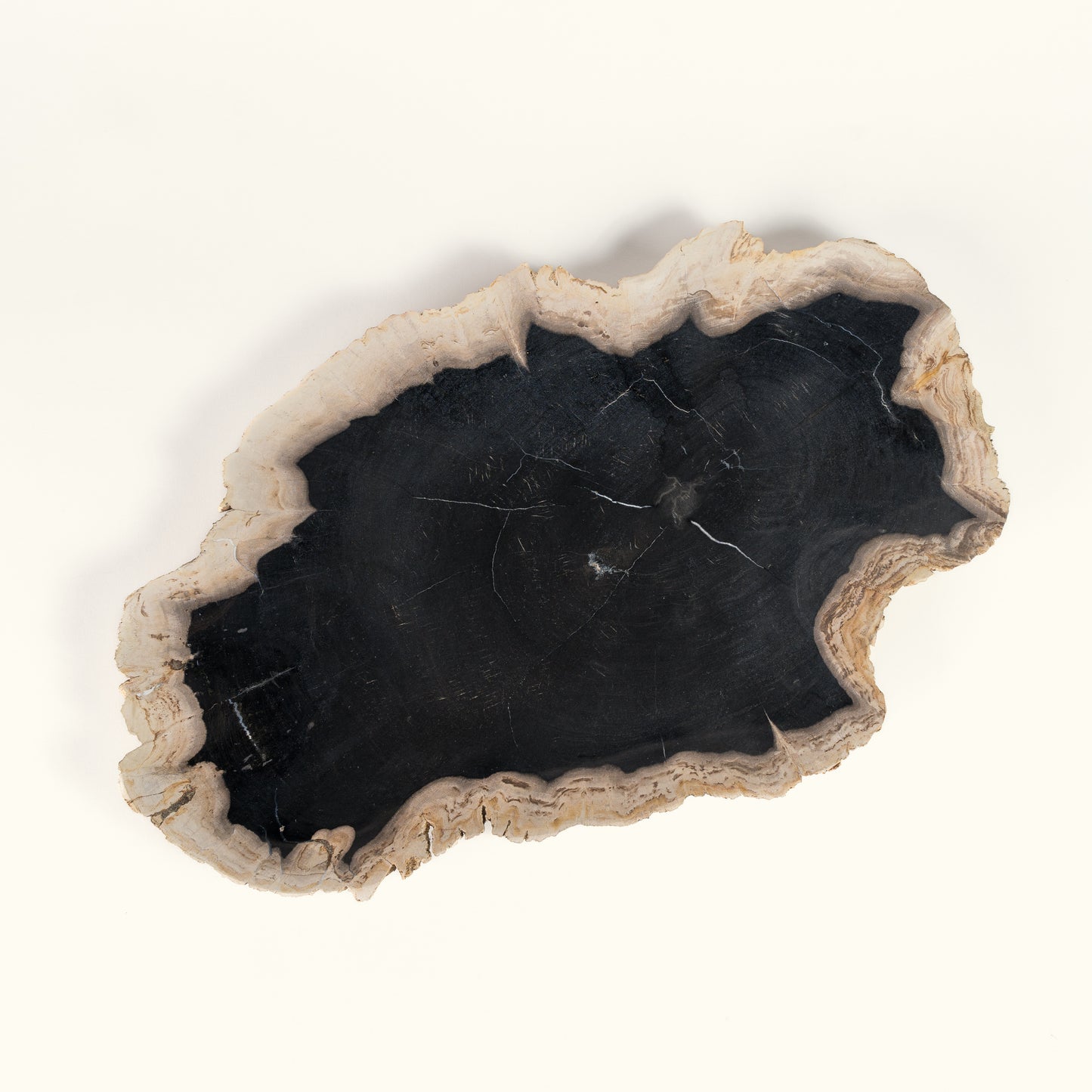 Petrified wood decorative plate